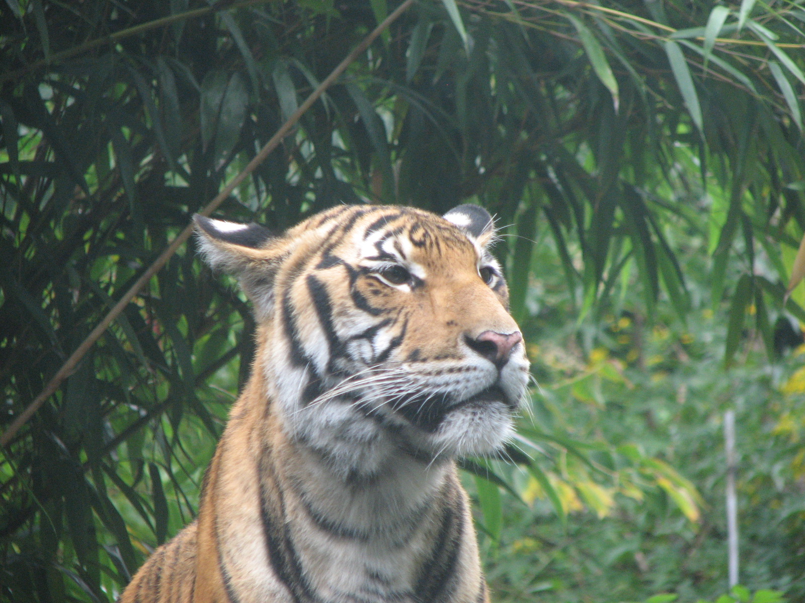 Malayan Tiger 2011