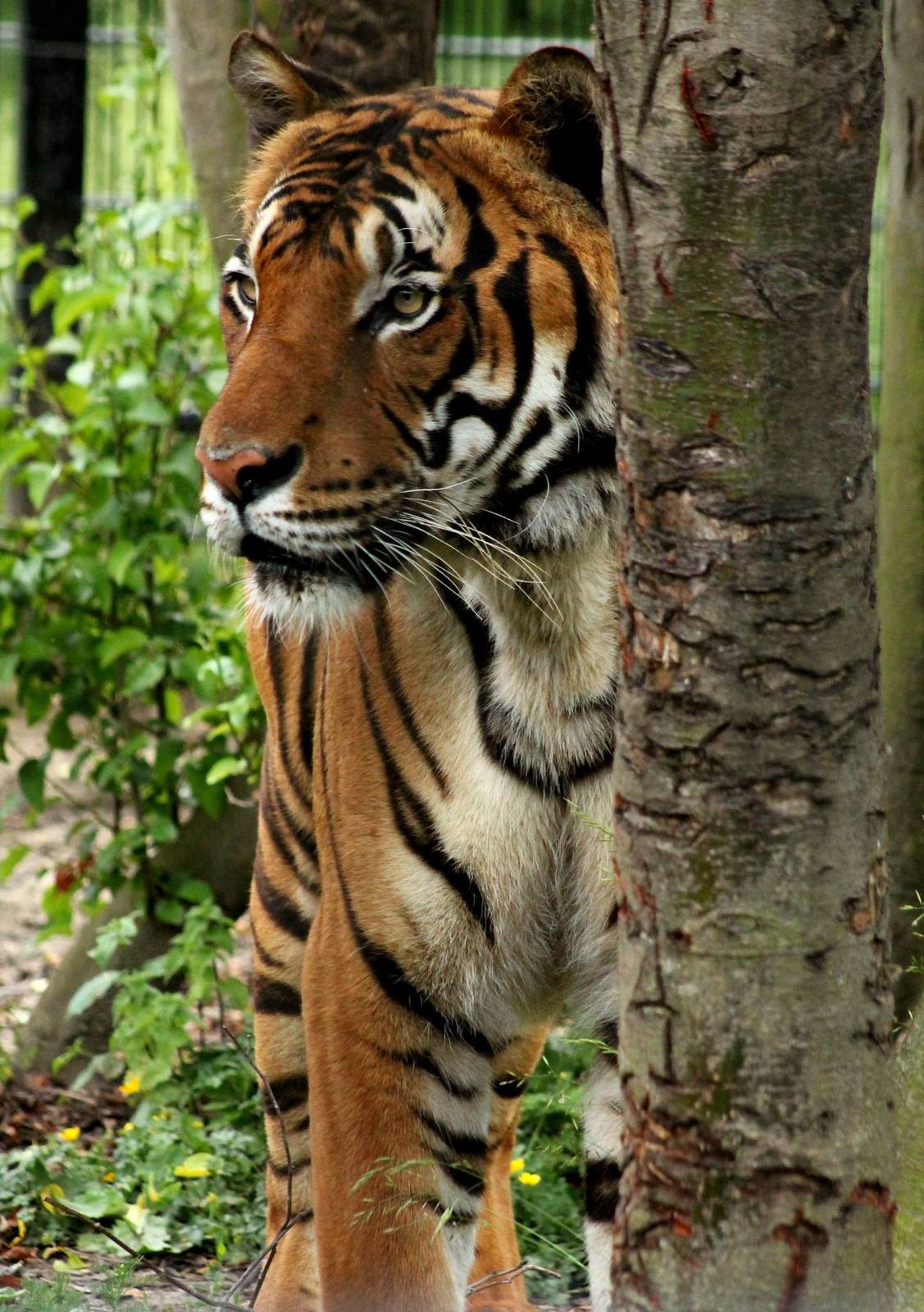 Malayan Tiger - 21st June 2015