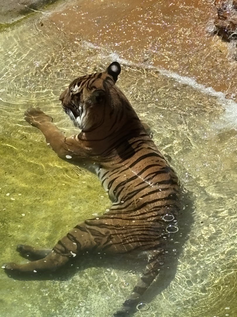 Malayan Tiger - 5/27/2025