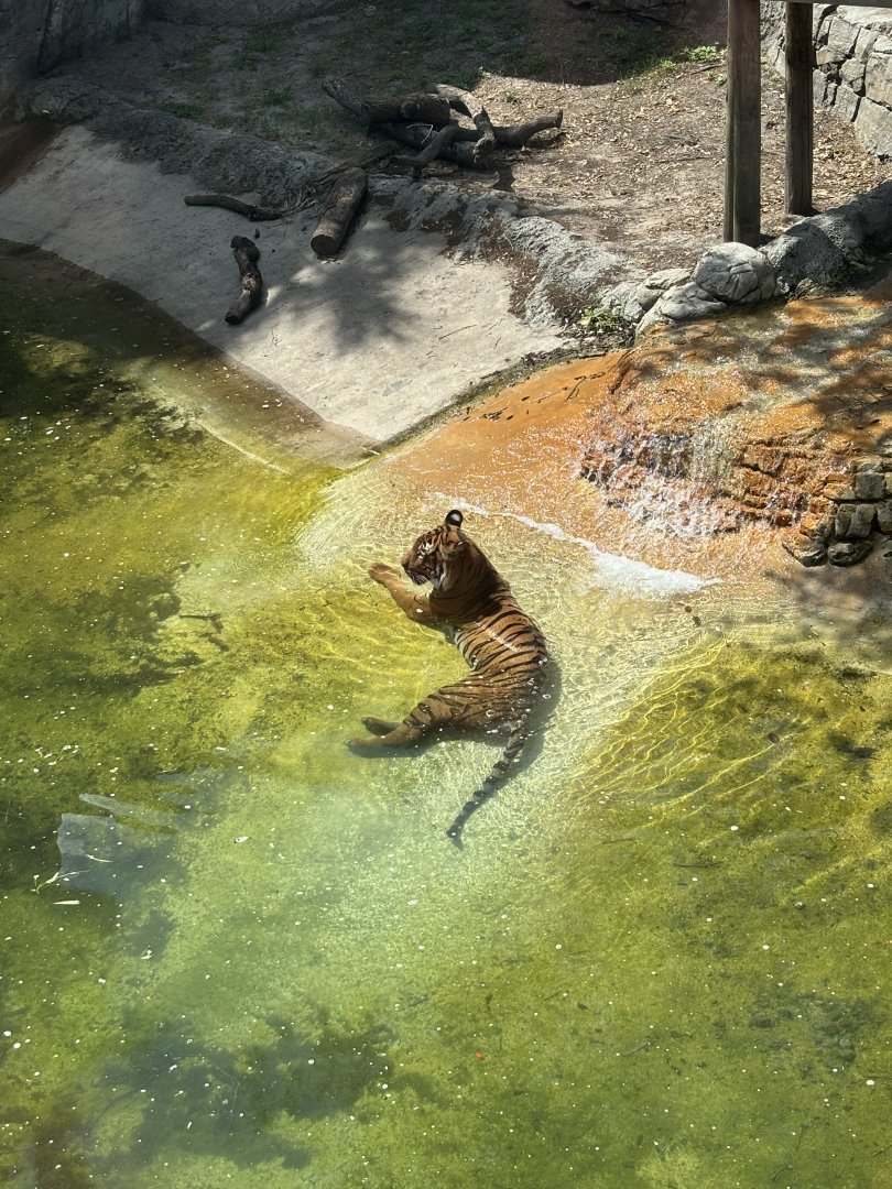 Malayan Tiger - 5/27/2025