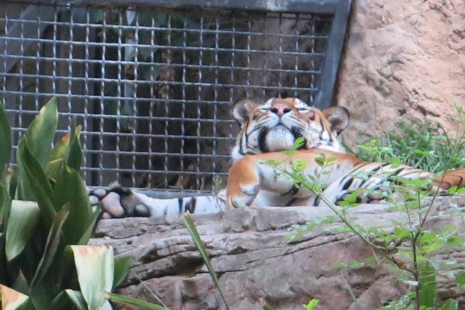 Malayan Tiger(8/23/2024)