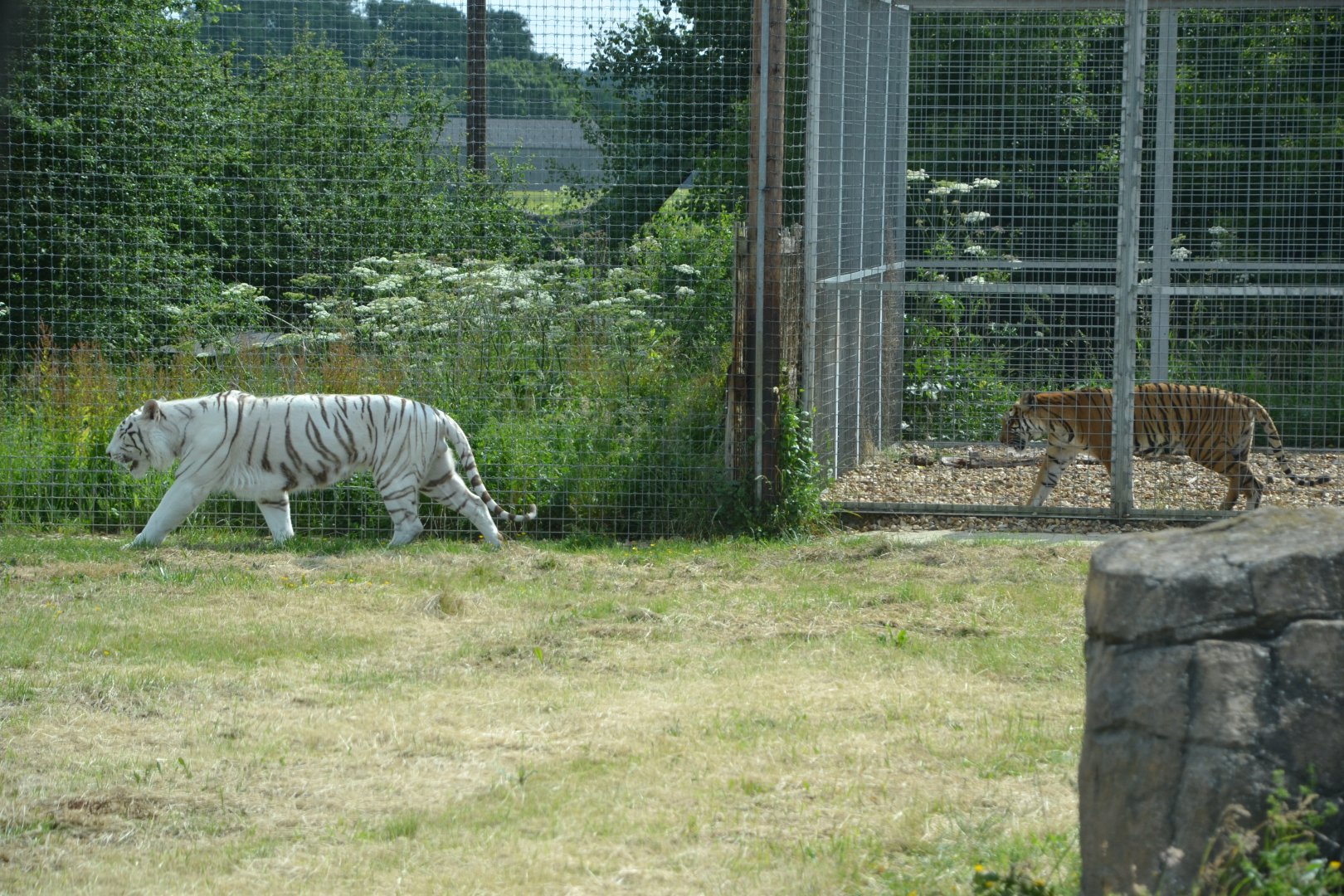 Malayan tiger and zoo-generic tiger