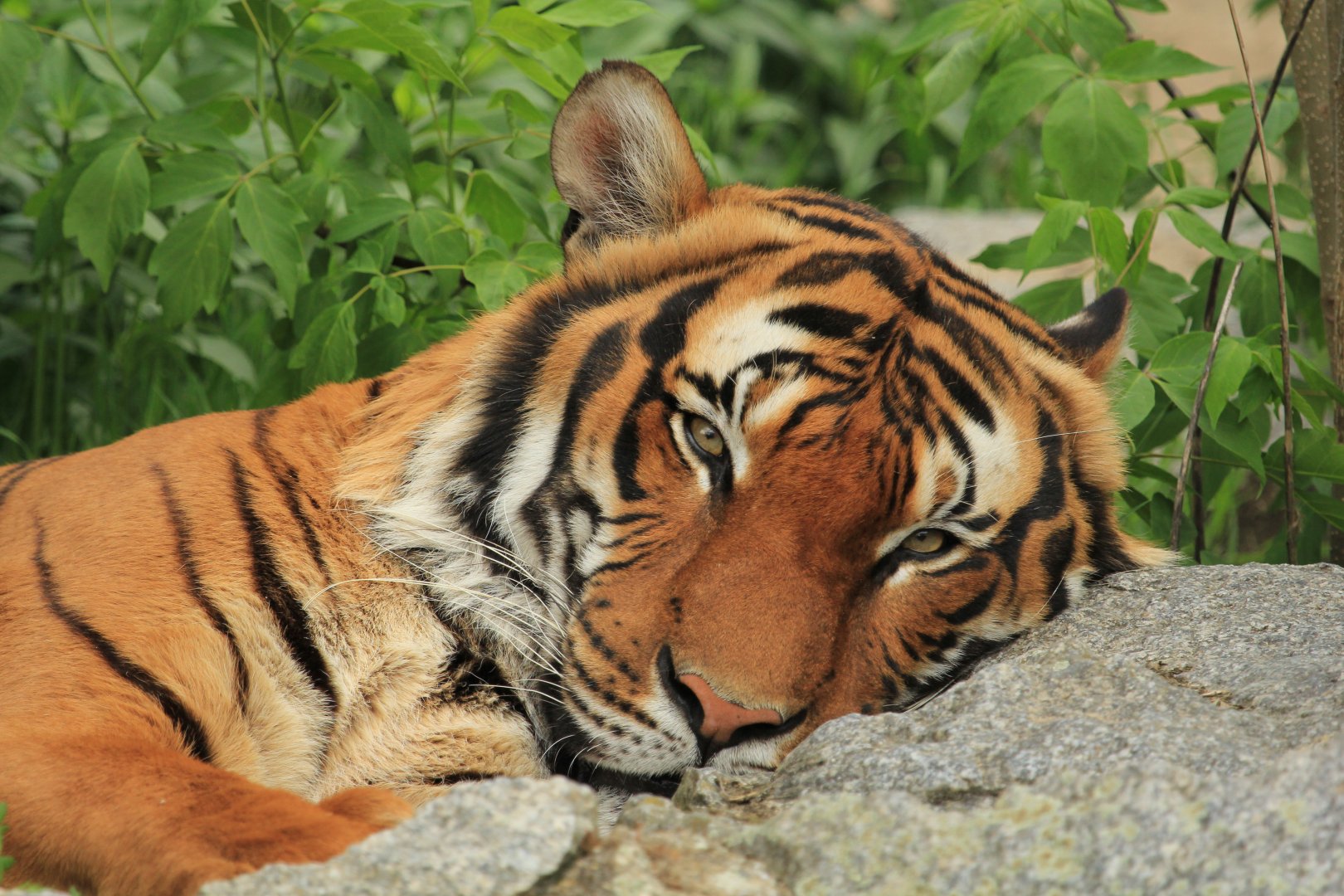 Malayan Tiger (April 2018)