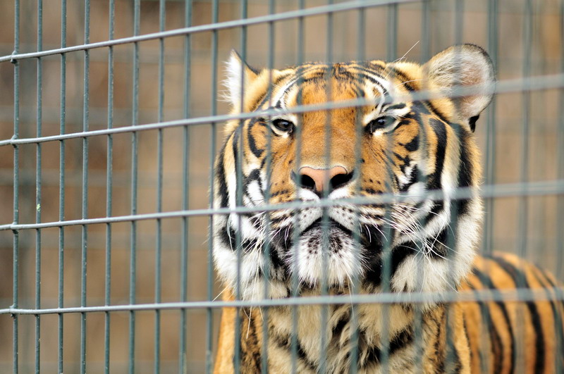 Malayan Tiger at Berlin Tierpark