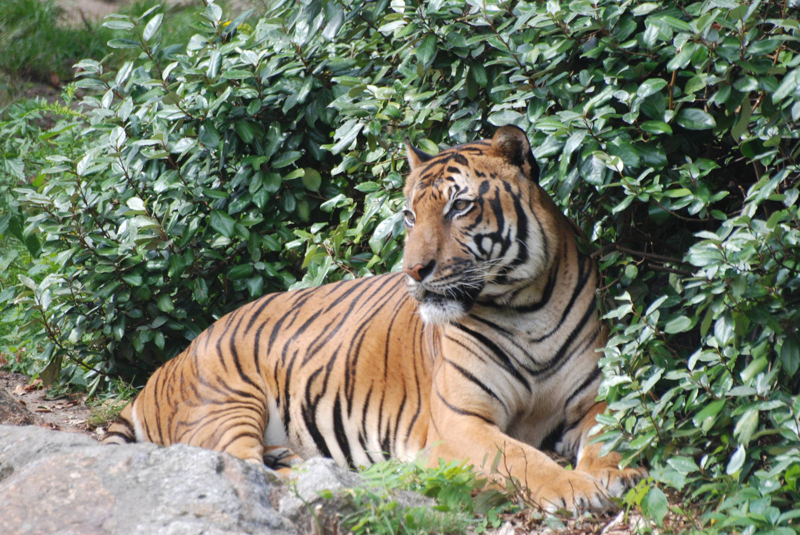 Malayan Tiger at Berlin Zoo, 31/08/11