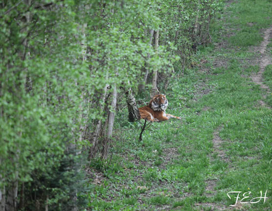 malayan tiger at forest edge