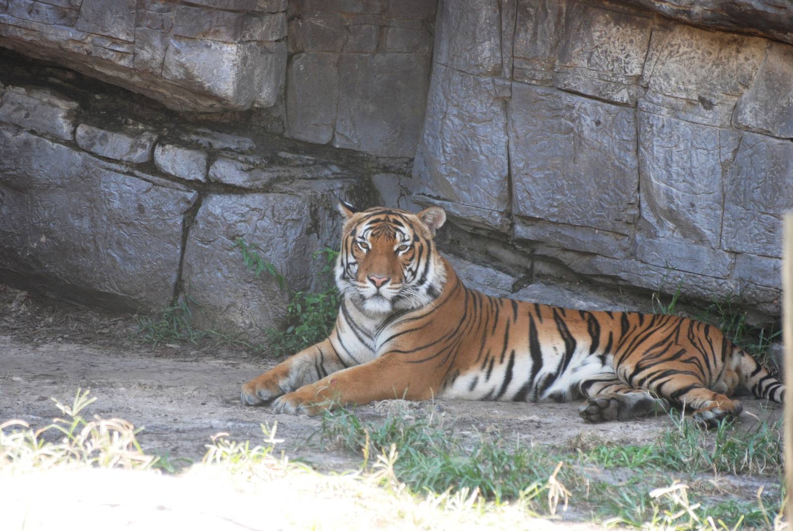 Malayan Tiger at Lowry Park, 13/10/13