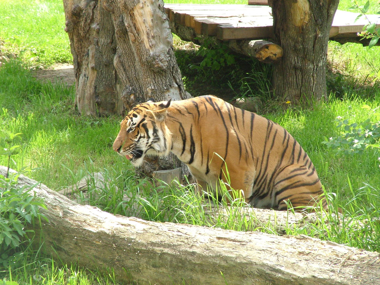 Malayan Tiger at Prague, 24/05/10