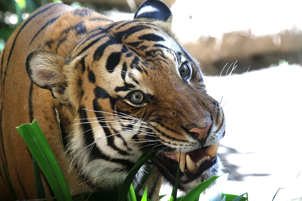 Malayan Tiger at San Diego Zoo 23rd April 2016