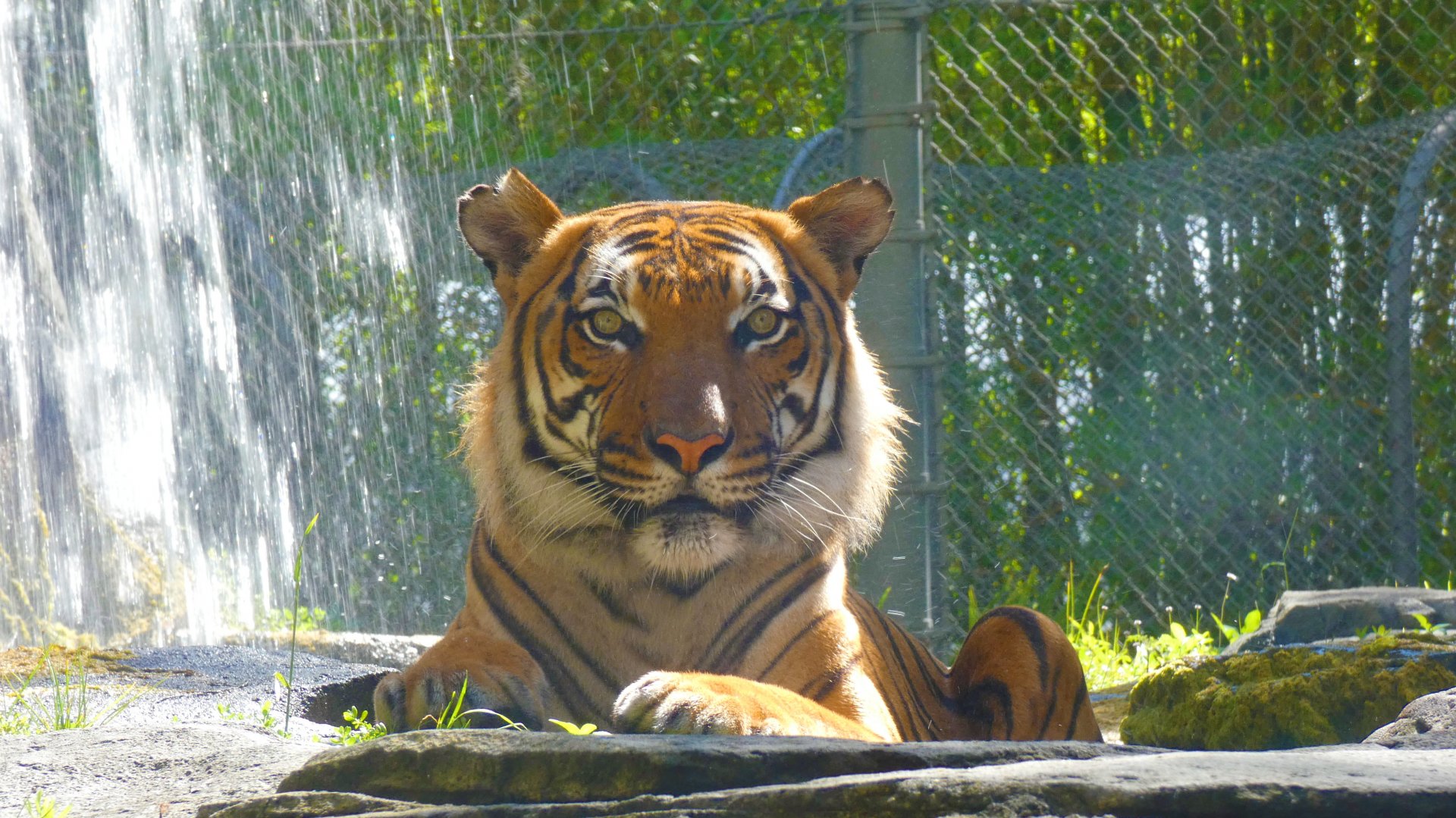 Malayan Tiger (Bashir), Asia: Land of the Tiger - June 2022