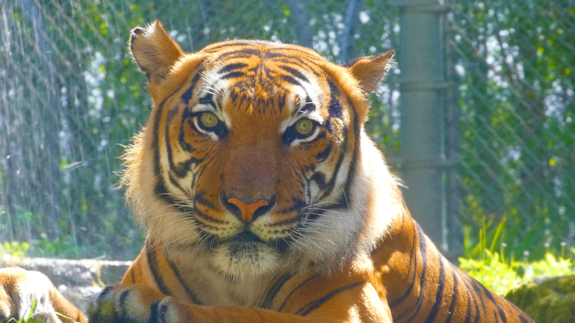 Malayan Tiger (Bashir), Asia: Land of the Tiger - June 2022