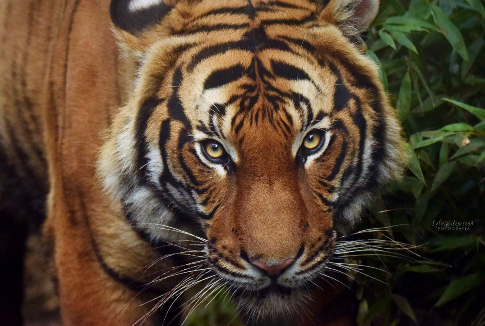 Malayan tiger - Bulan