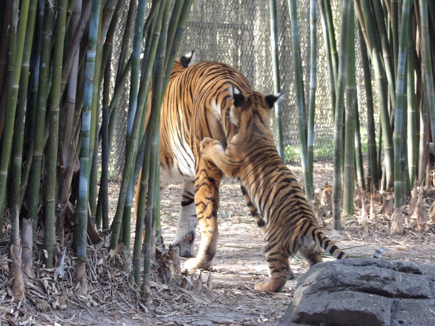 Malayan Tiger cub and mom(Panthera tigris jacksoni)