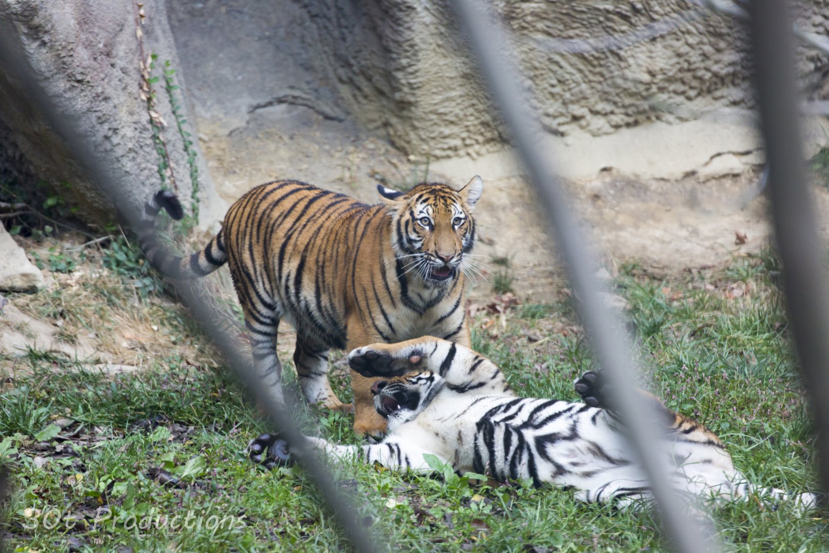 Malayan Tiger Cubs Playing