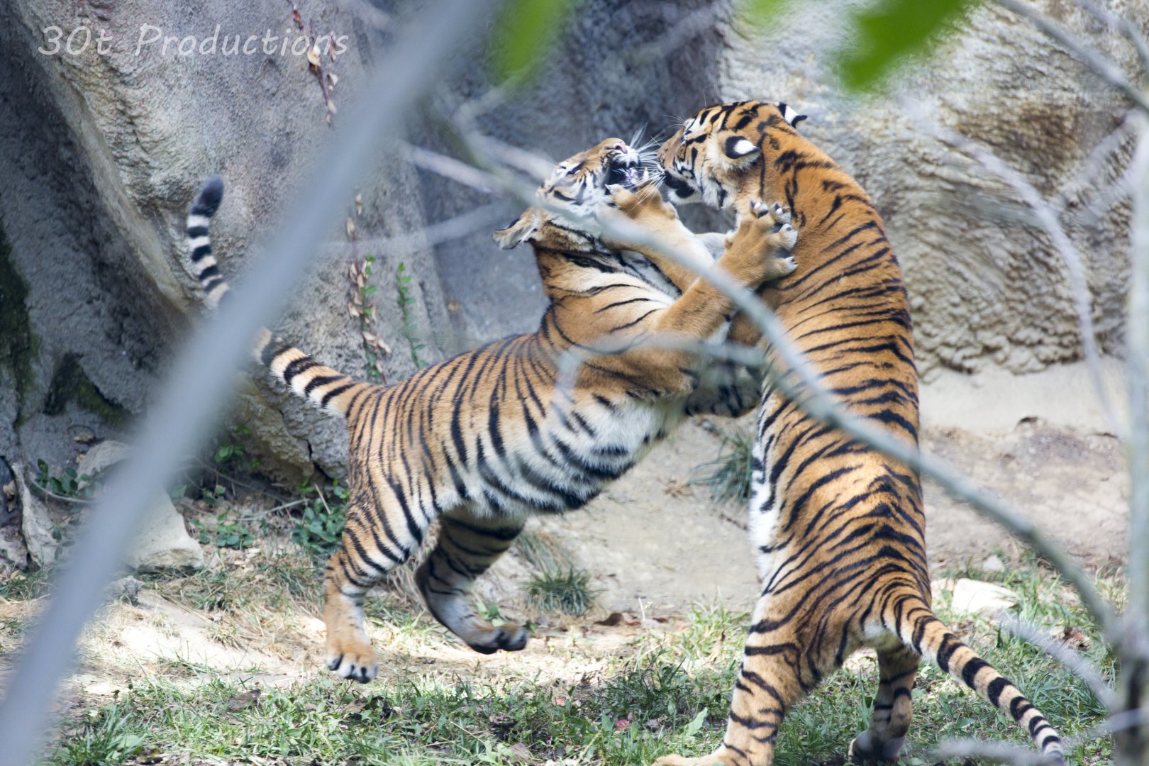 Malayan Tiger Cubs Playing