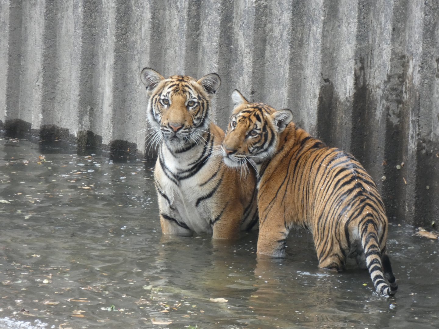 Malayan Tiger cubs