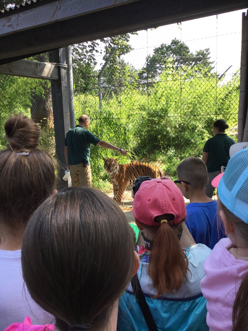 Malayan Tiger Eko During Training 8/3/19