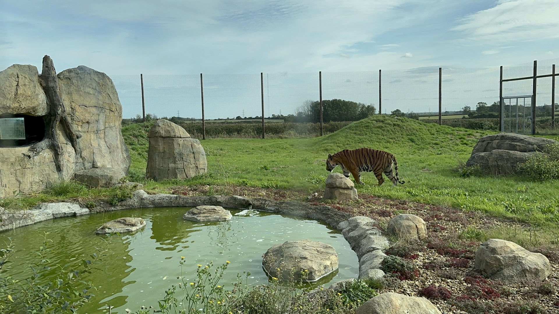 Malayan Tiger Enclosure at Hamerton Zoo Park (October 2023)