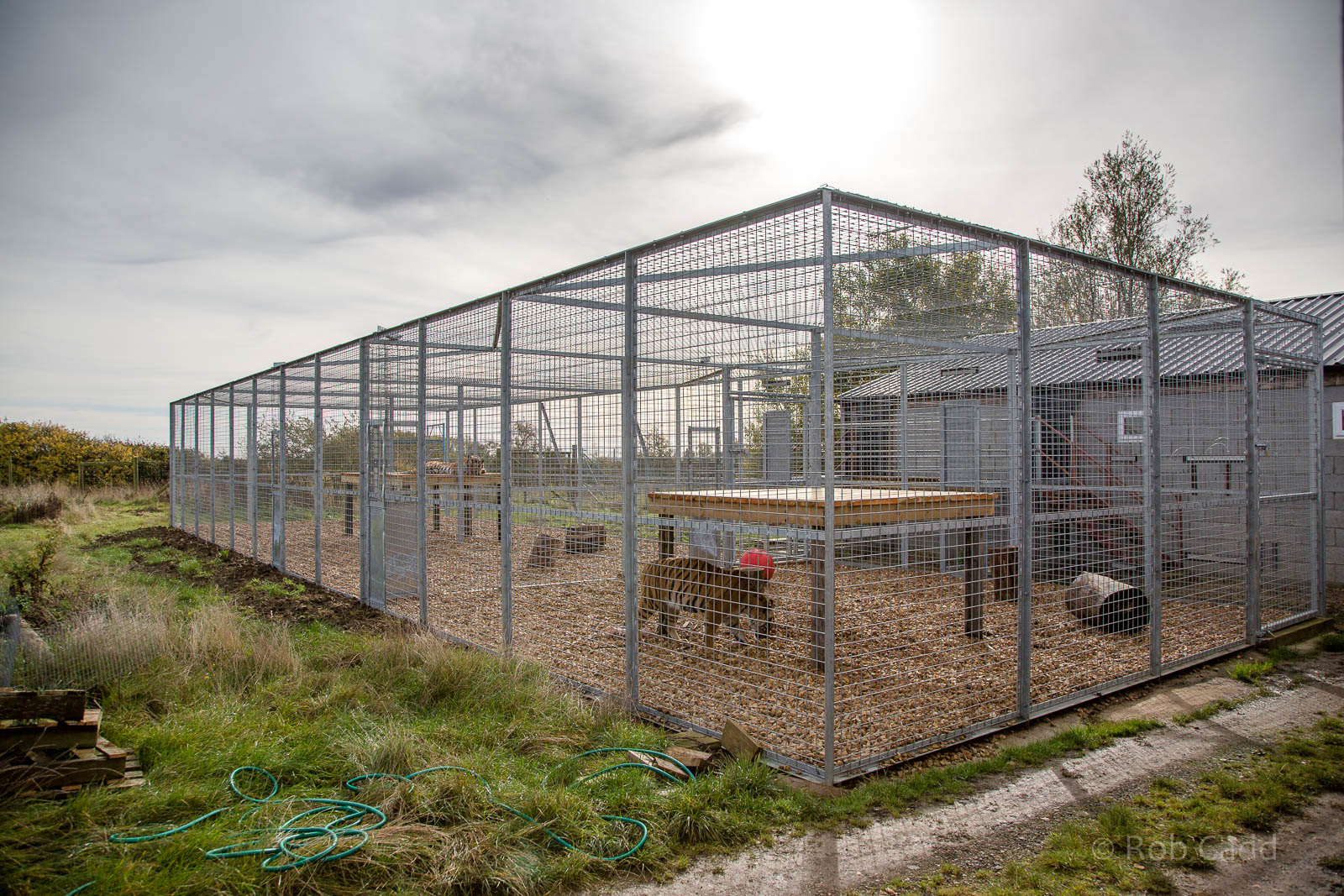 Malayan tiger (enclosure) : Hamerton : 25 Oct 2015