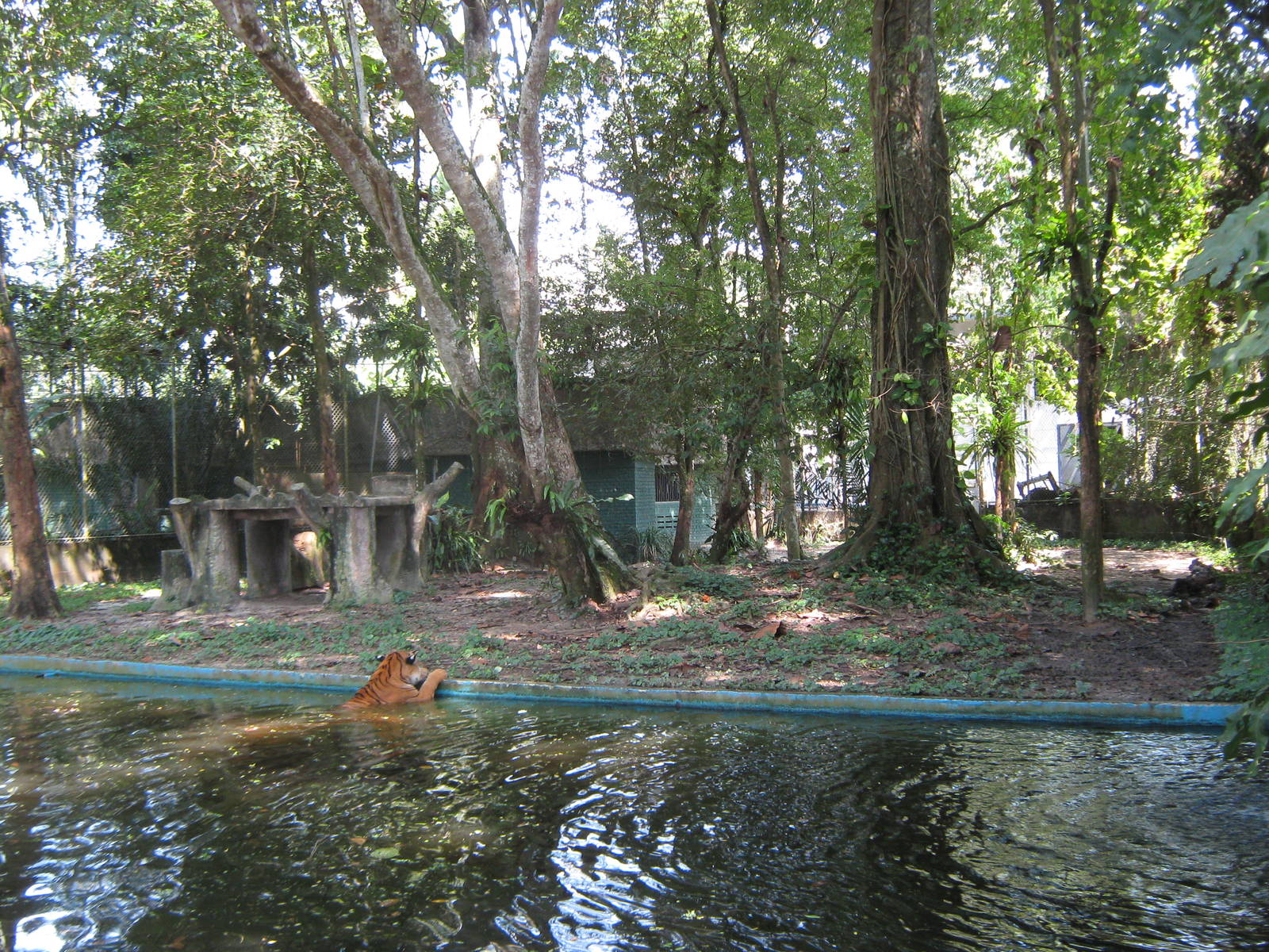 Malayan tiger enclosure