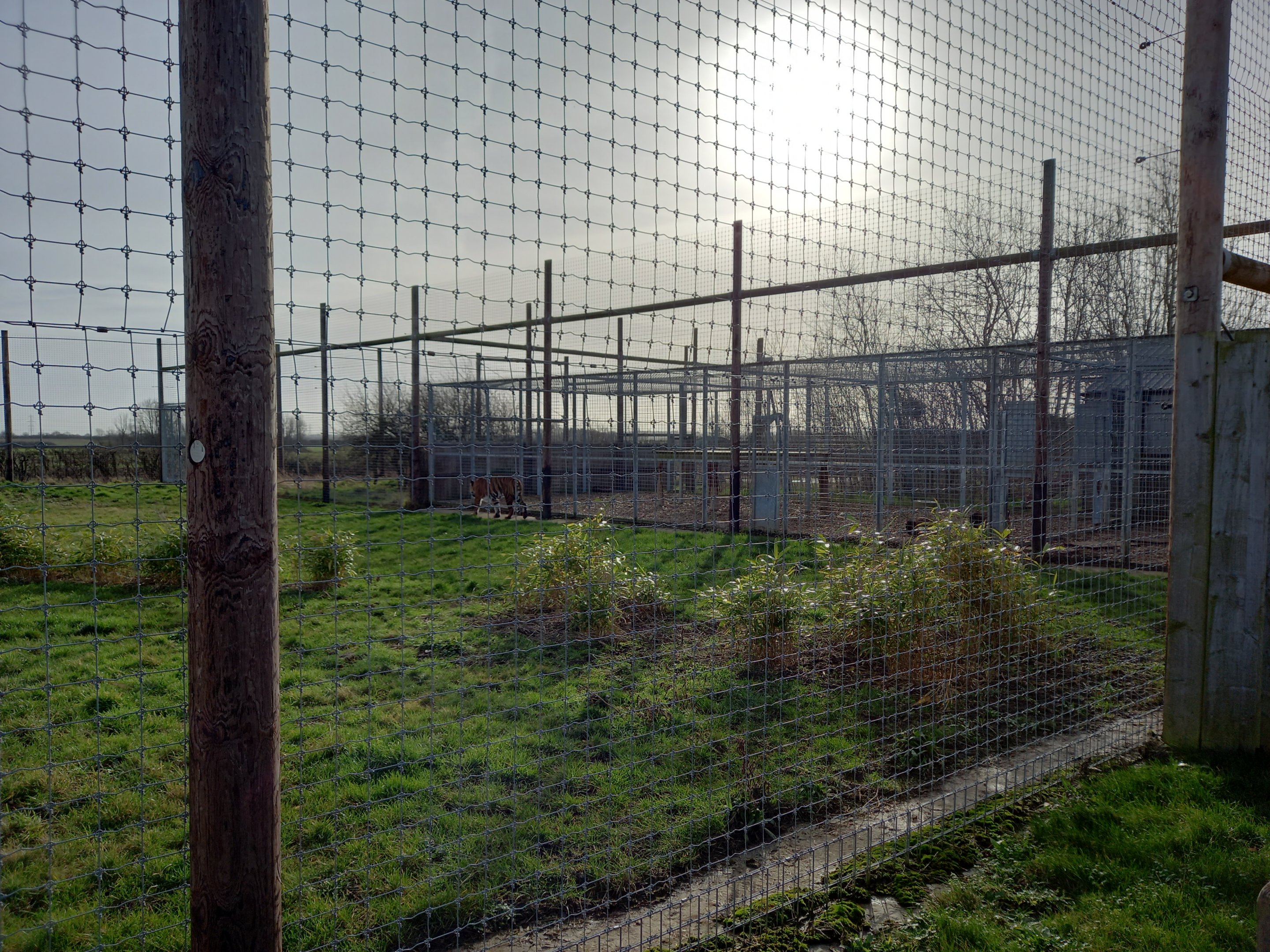Malayan Tiger enclosure