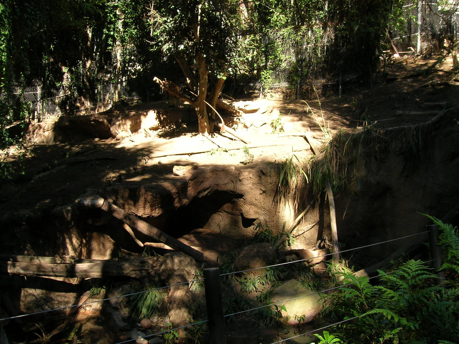 Malayan Tiger Exhibit 1-12-09