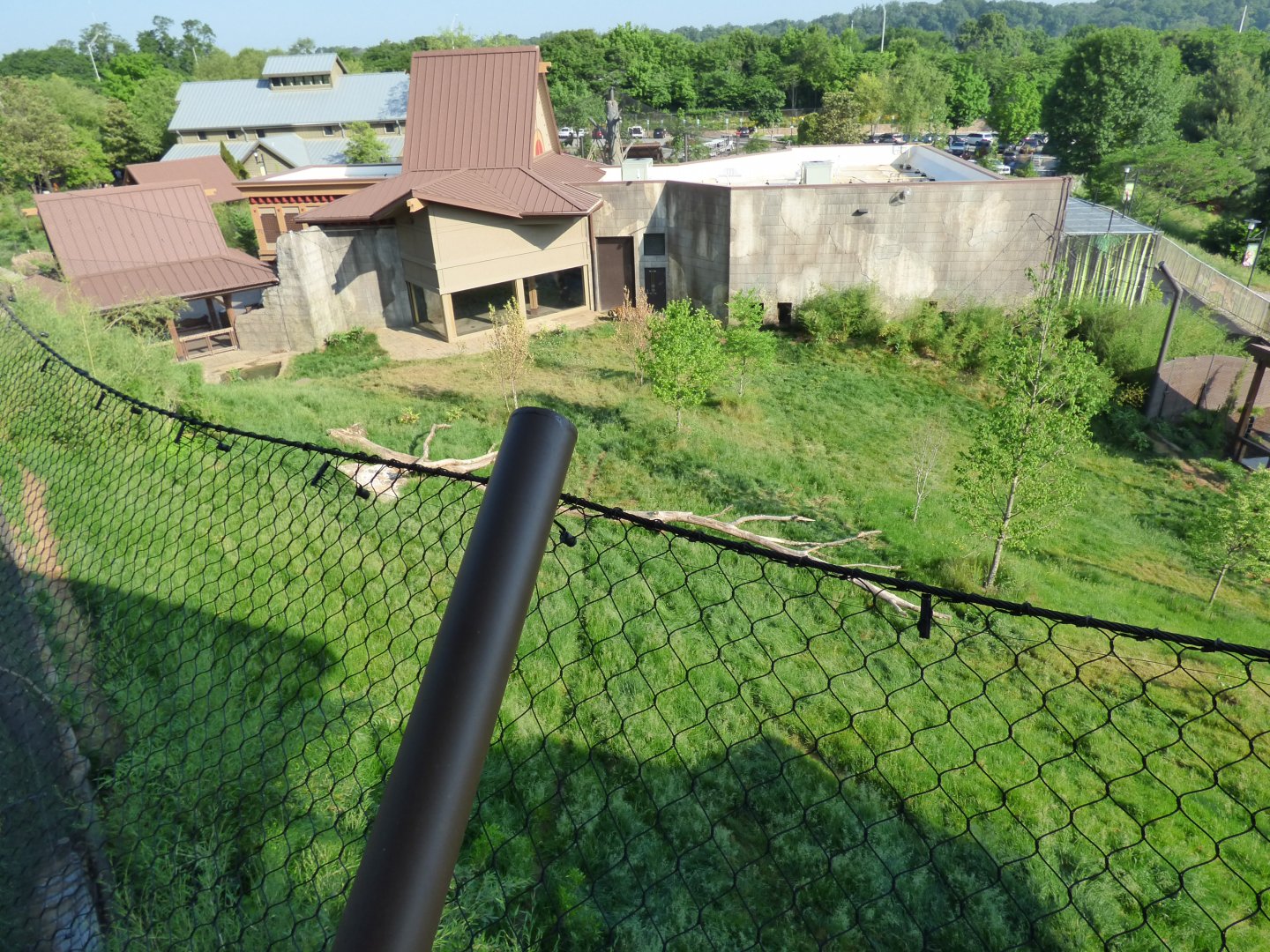 Malayan Tiger Exhibit #1 - May 2018