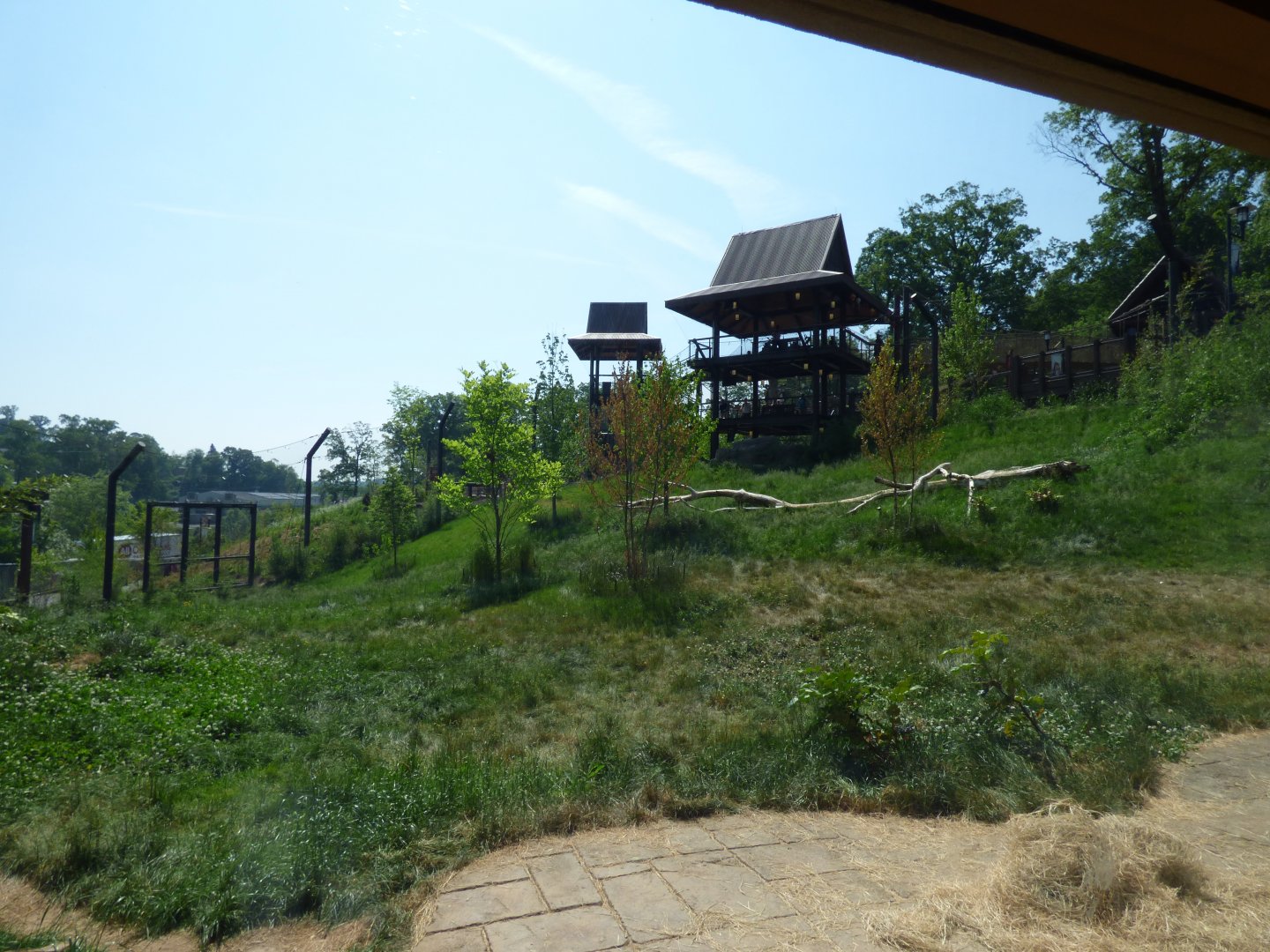 Malayan Tiger Exhibit #1 - May 2018