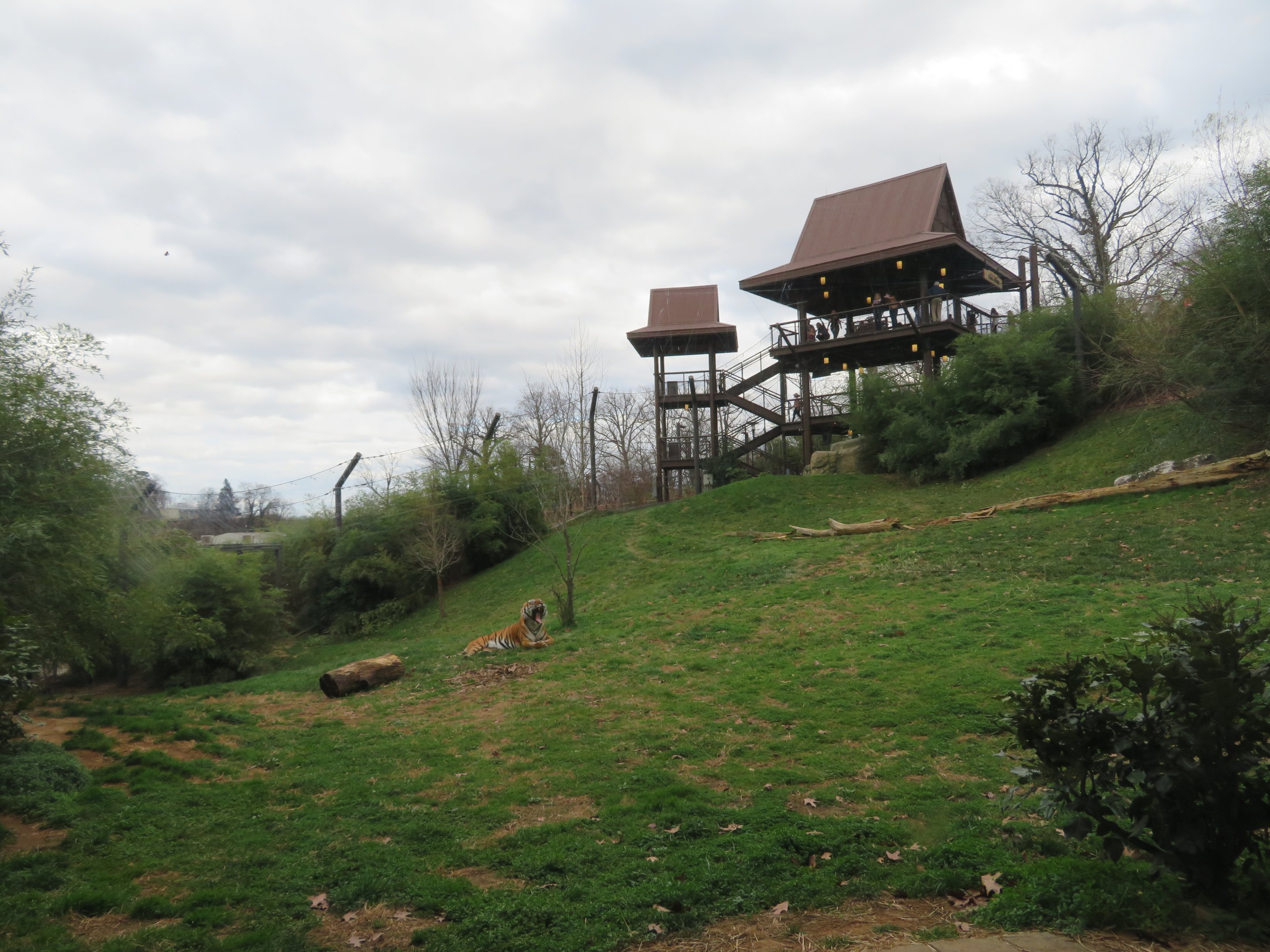 Malayan Tiger Exhibit (1 of 2)