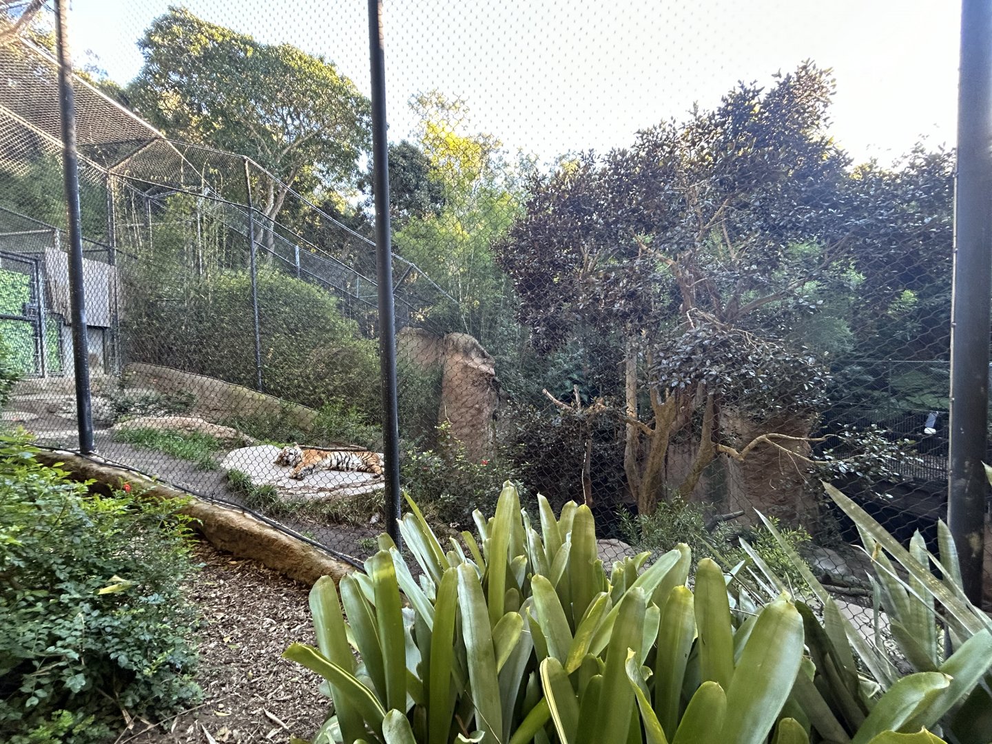 Malayan Tiger Exhibit #1 - Tiger River
