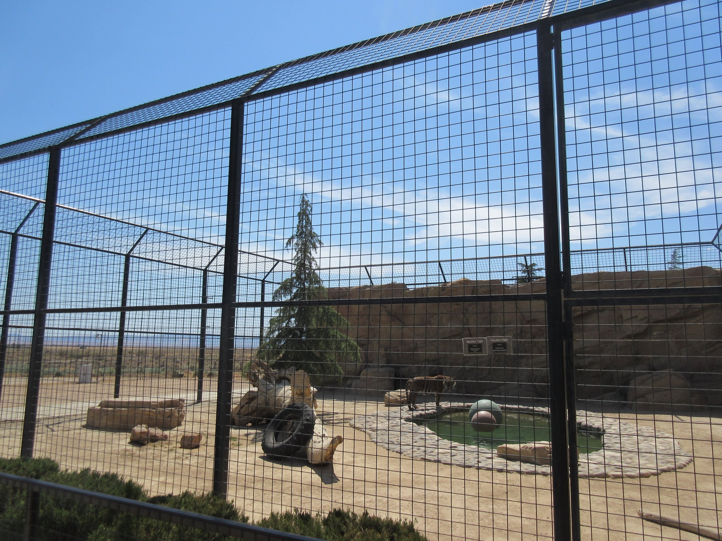 Malayan Tiger Exhibit #1