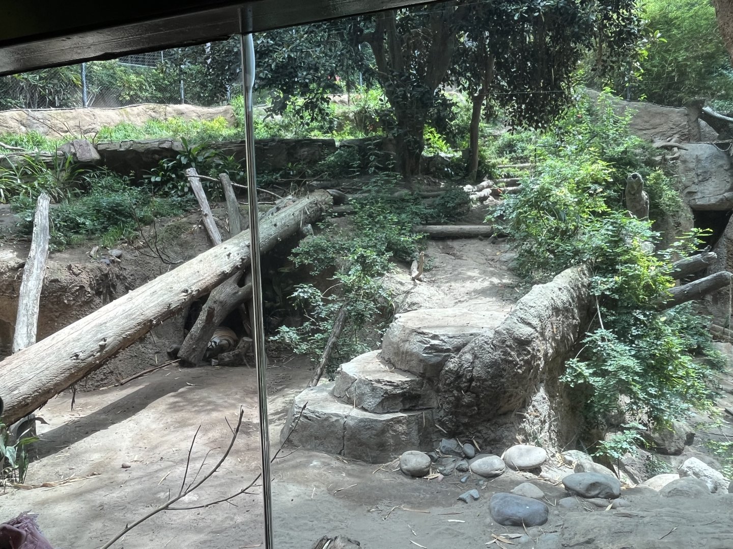 Malayan Tiger Exhibit #1