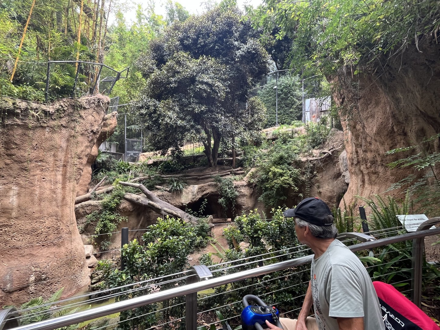 Malayan Tiger Exhibit #1