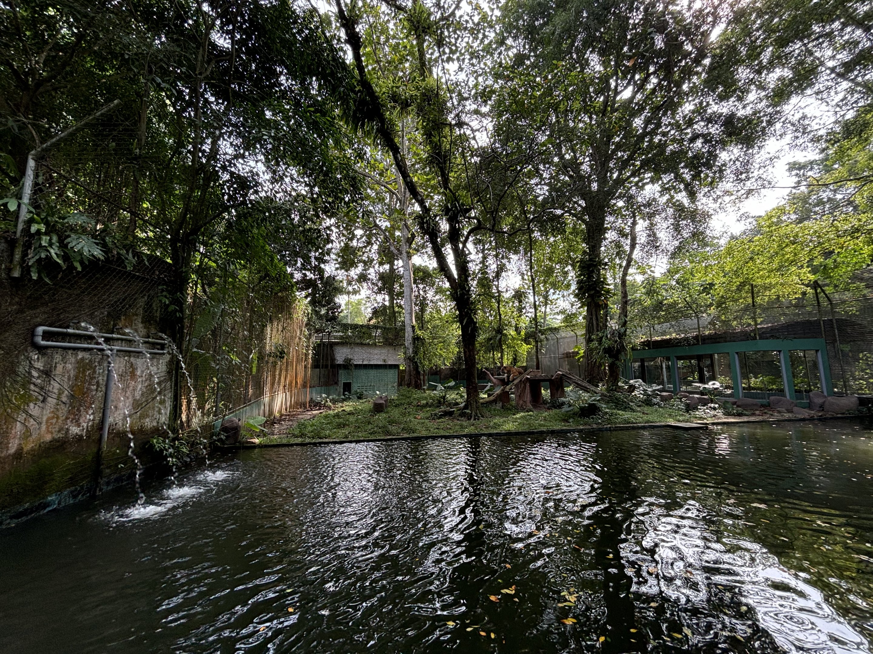 Malayan Tiger Exhibit #1