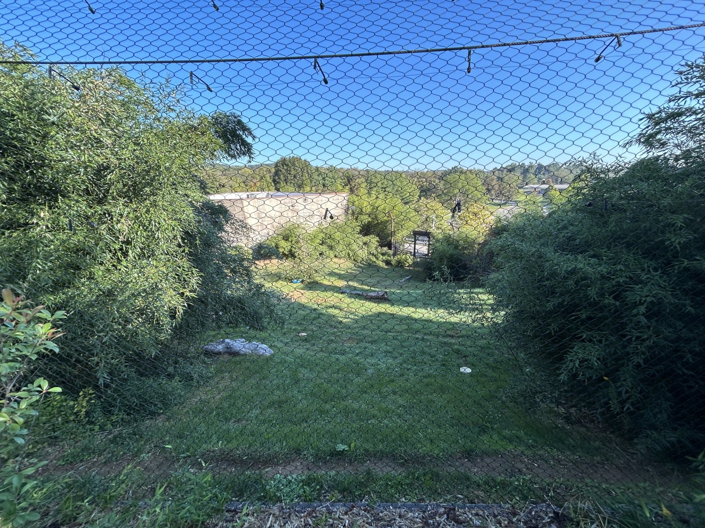 Malayan Tiger Exhibit #2 - Asian Trek