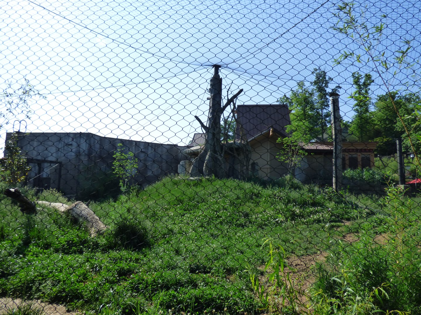 Malayan Tiger Exhibit #2 - May 2018