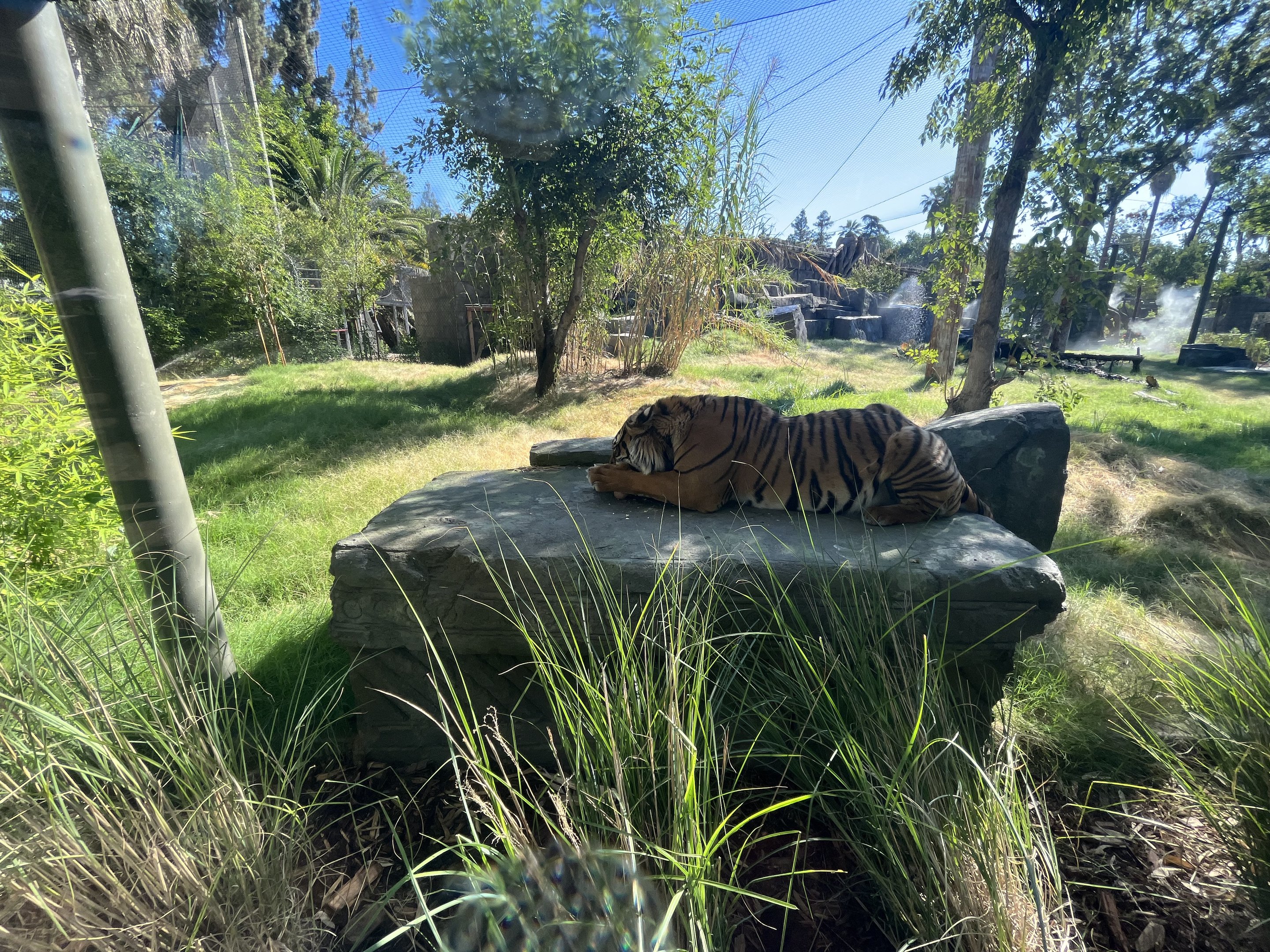 Malayan Tiger Exhibit #2 - New in 2023
