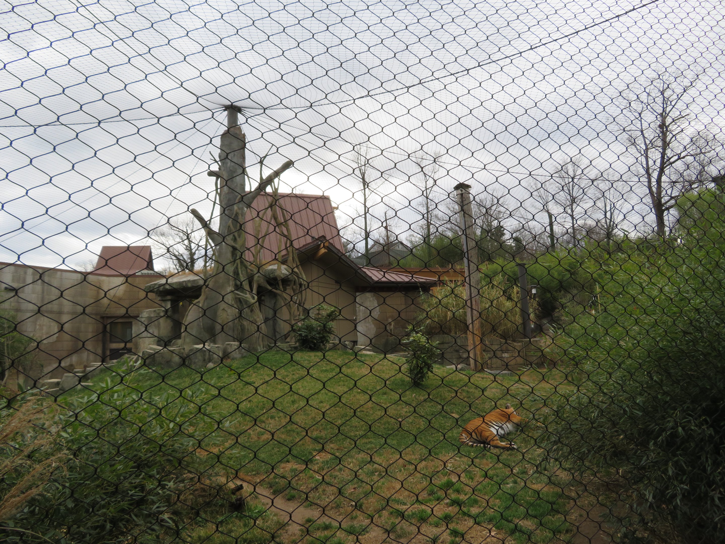 Malayan Tiger Exhibit (2 of 2)