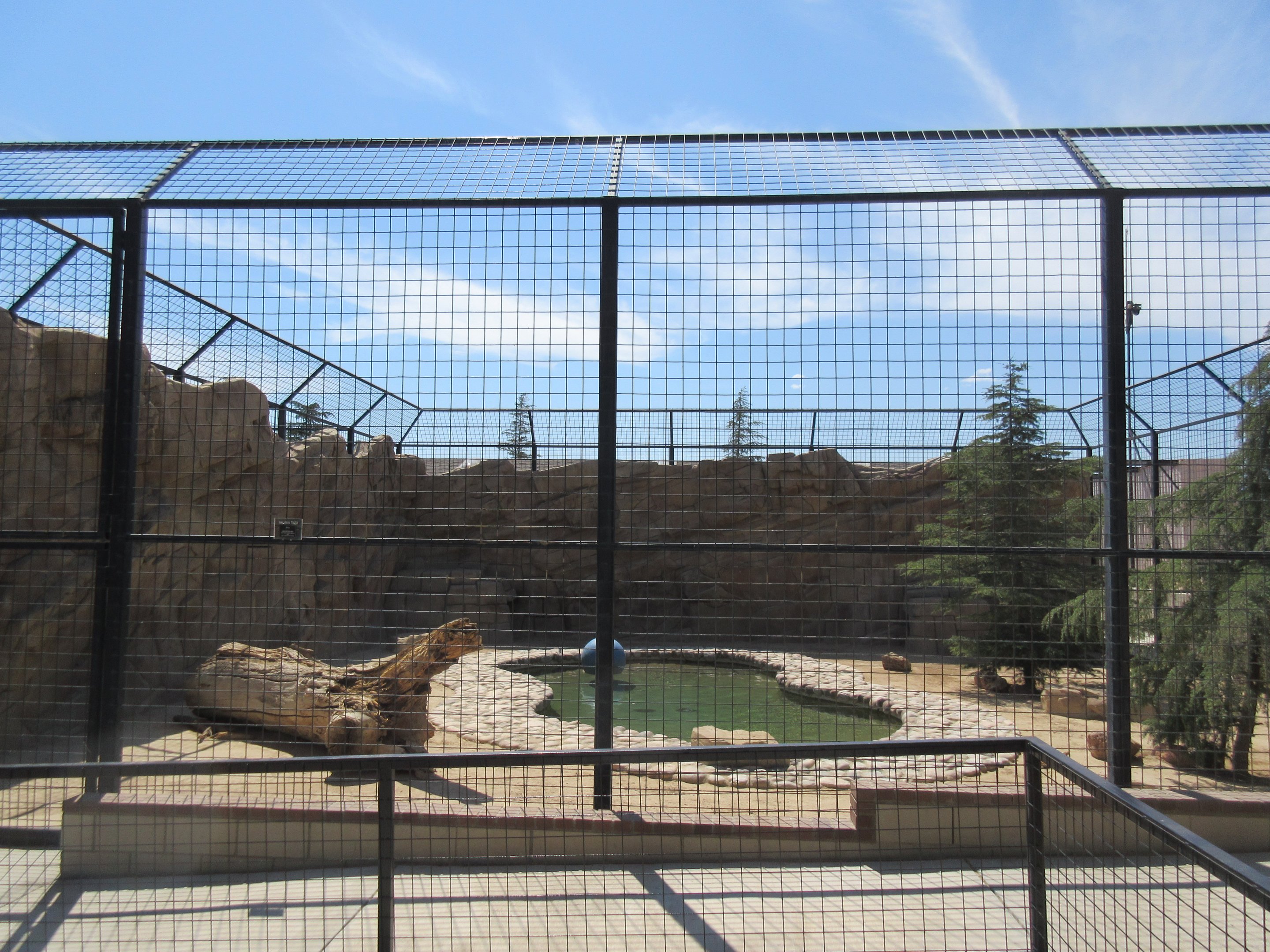 Malayan Tiger Exhibit #2