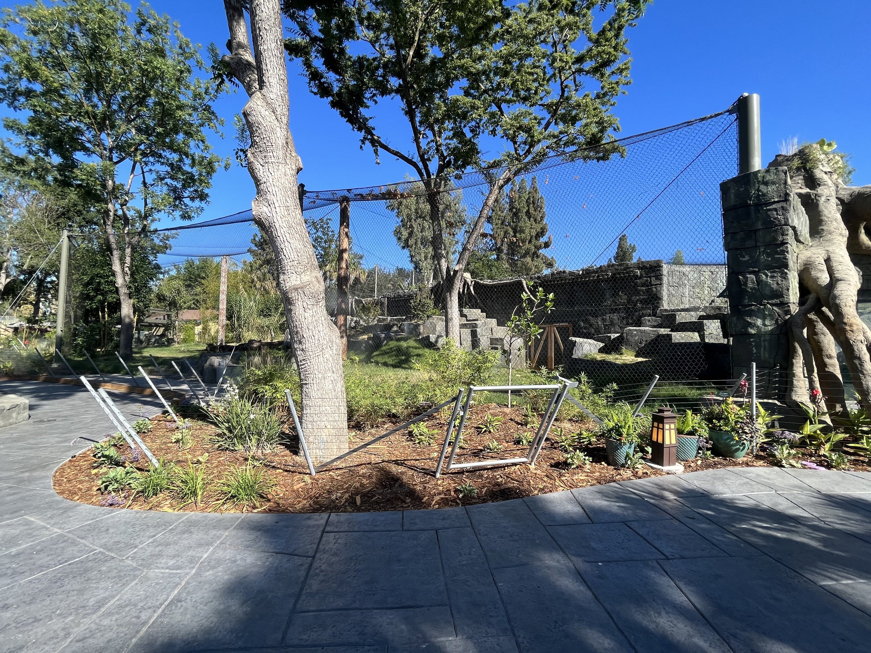 Malayan Tiger Exhibit #2