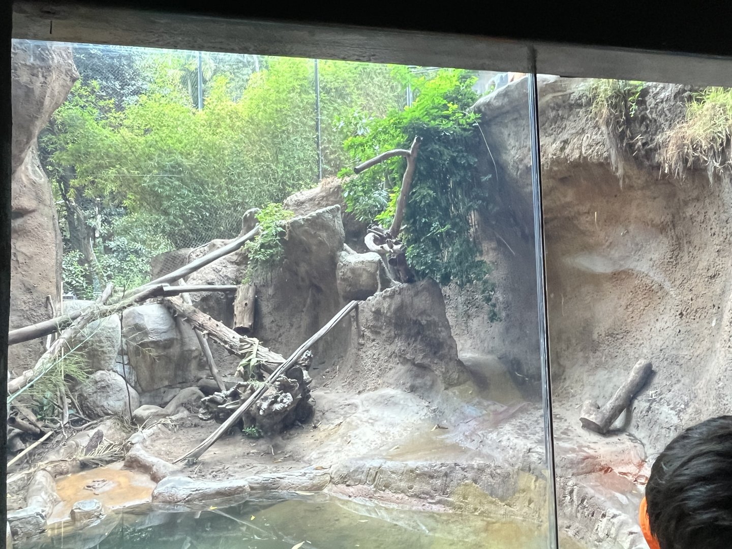 Malayan Tiger Exhibit #2
