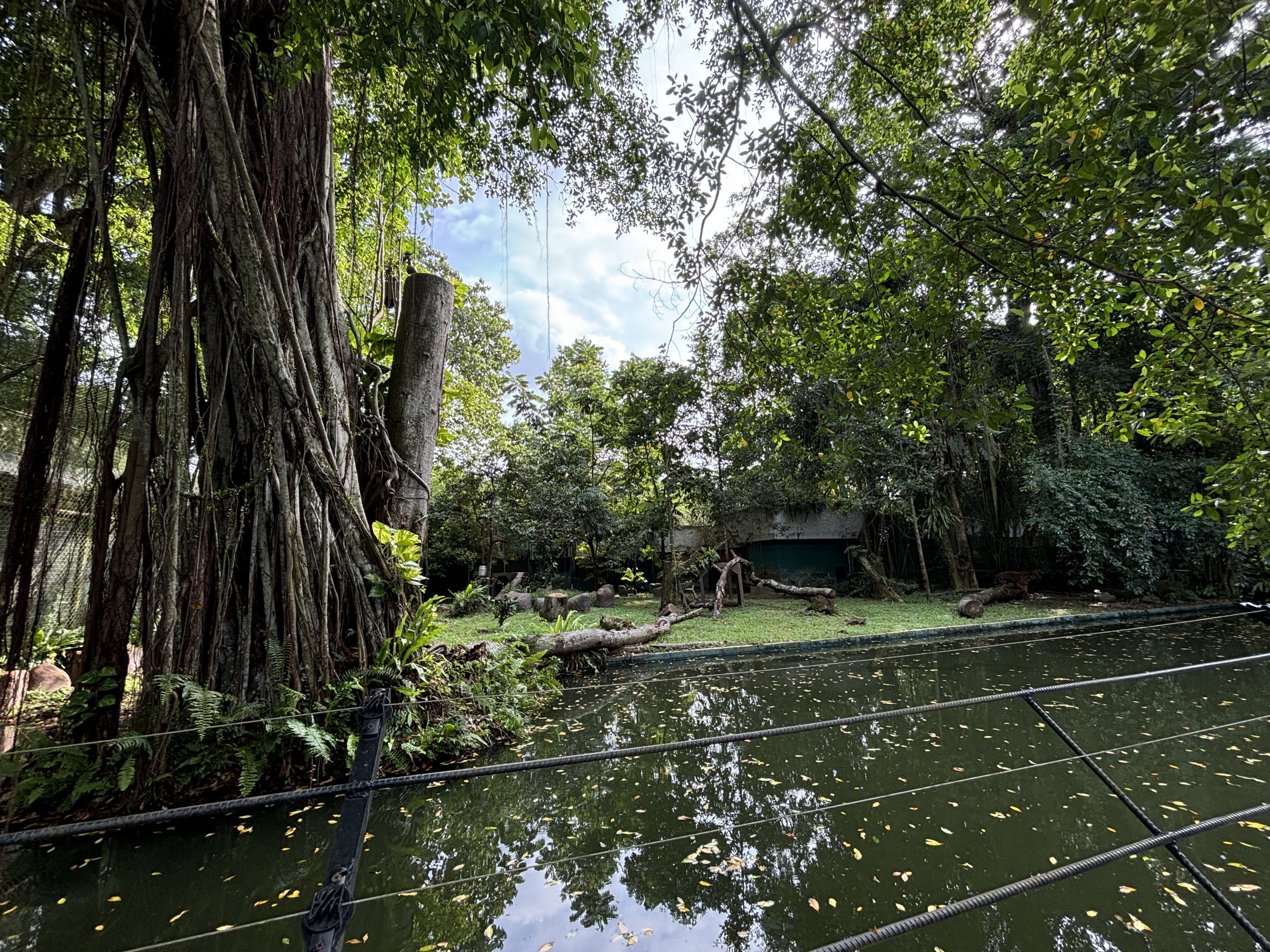 Malayan Tiger Exhibit #2