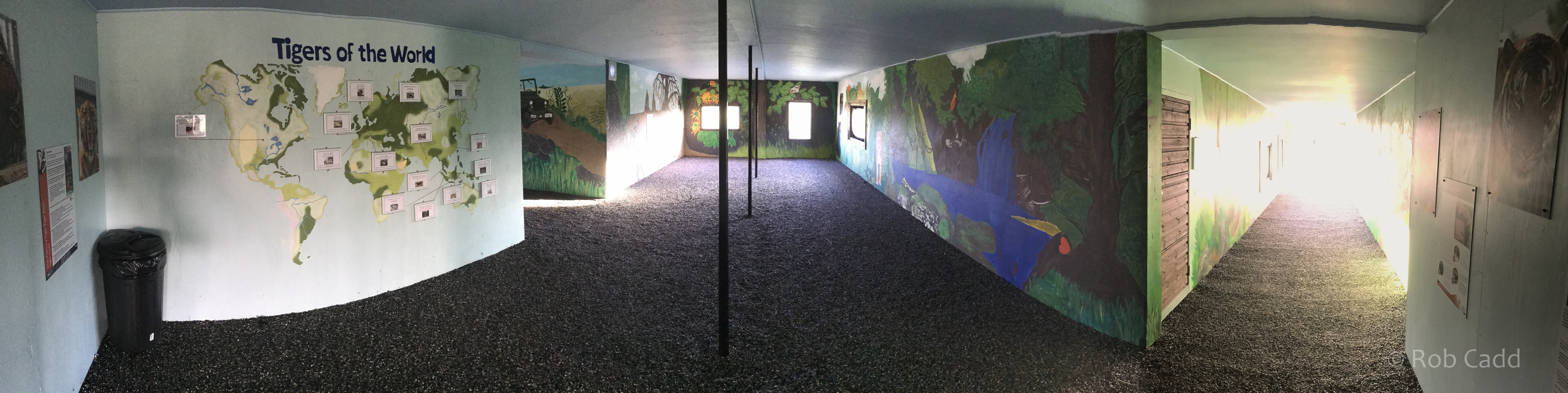 Malayan tiger (exhibit) : Hamerton : 13 Nov 2016