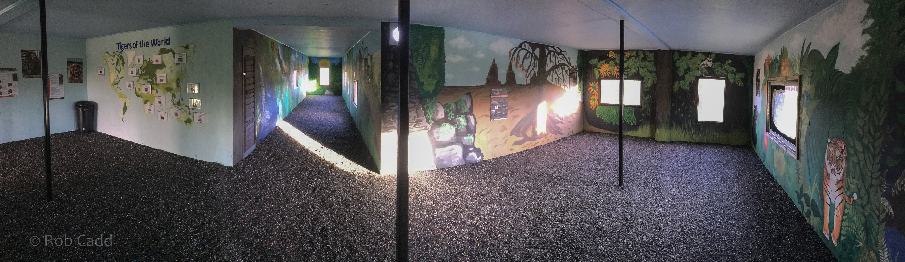 Malayan tiger (exhibit) : Hamerton : 13 Nov 2016