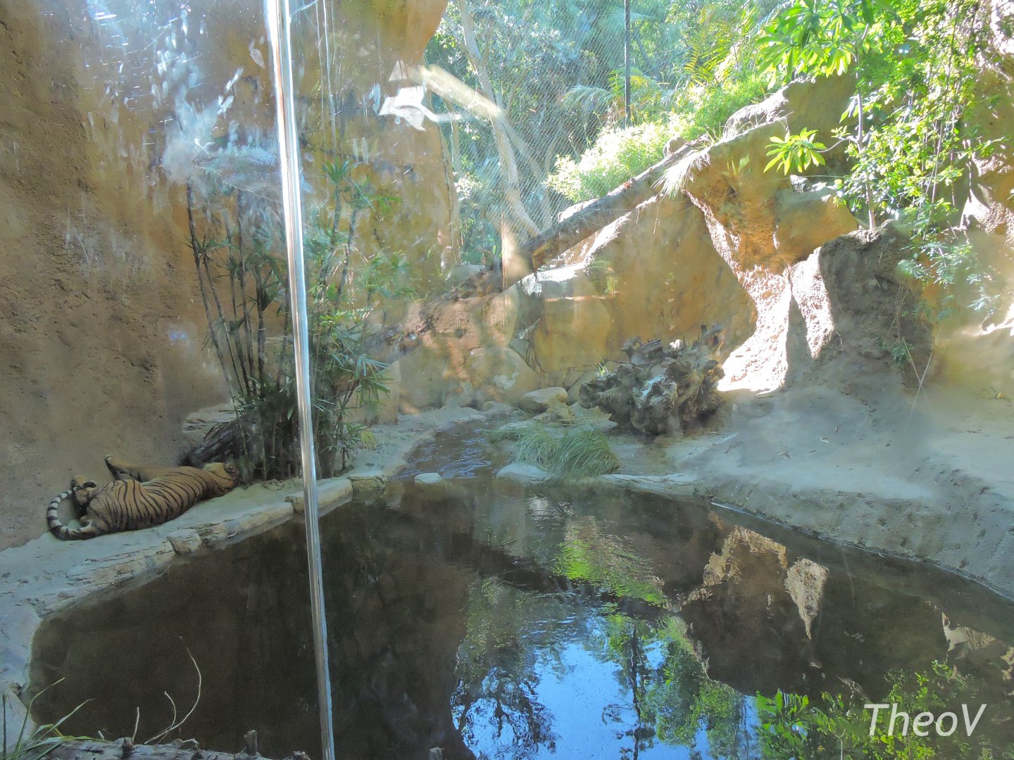 Malayan tiger exhibit - Lost Forest [2015]