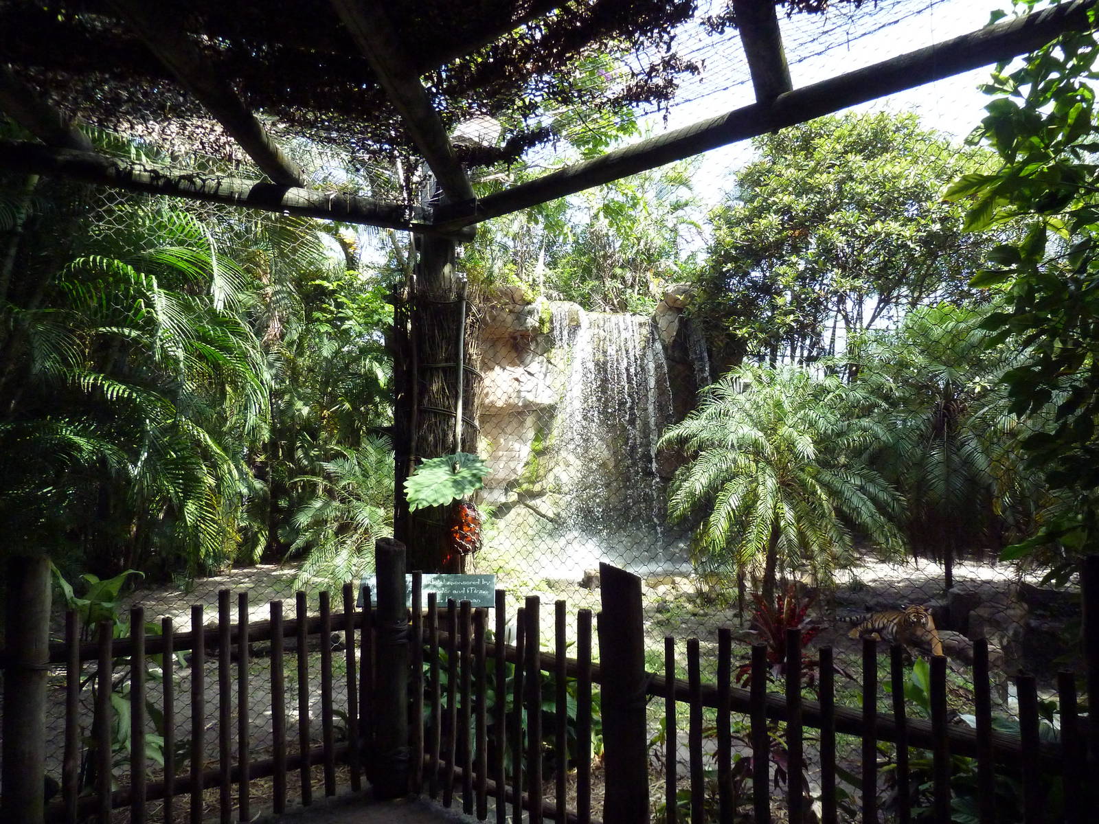 Malayan Tiger Exhibit - See the Tiger?