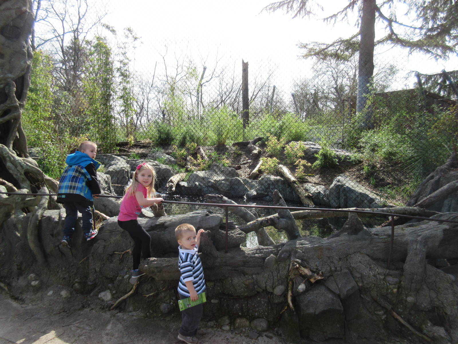 Malayan Tiger Exhibit (with 3 out of my 4 Snow Leopard cubs)