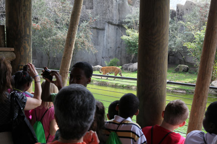 malayan tiger exhibit