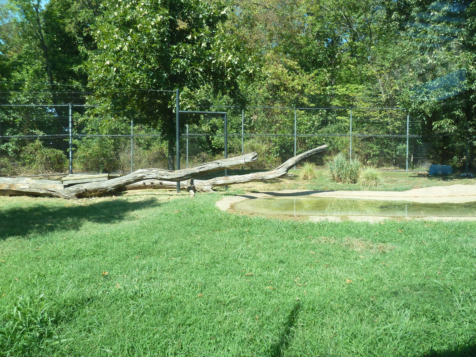 Malayan Tiger Exhibit