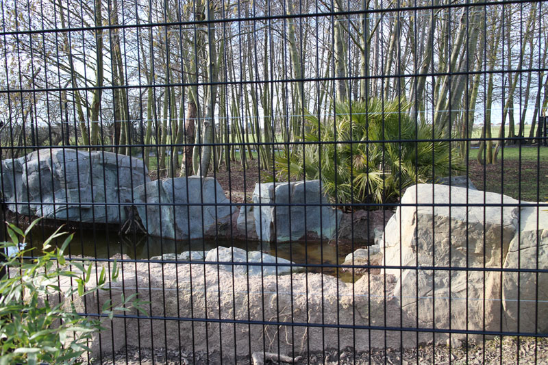 malayan tiger exhibit